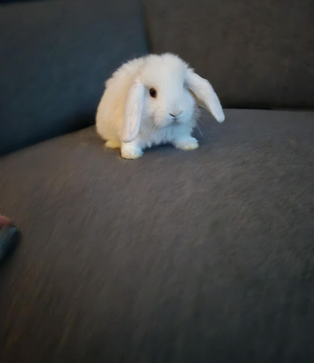 Female mini lop bright blue eyes