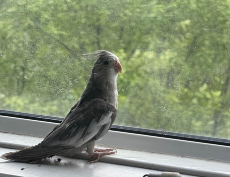 Baby cockatiel birds
