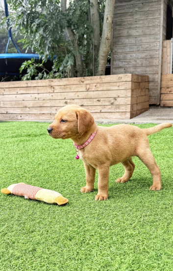 **Fox Red Labrador Puppies &ndash; Copper Coats, Big Personalities**