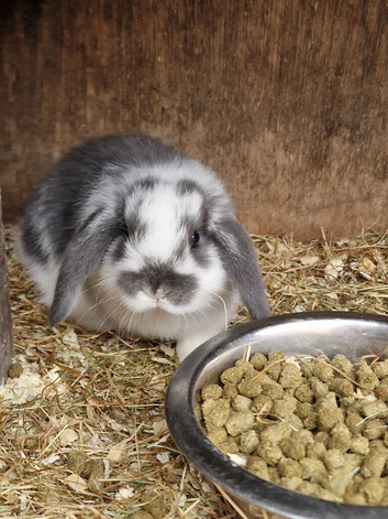 Mini lops