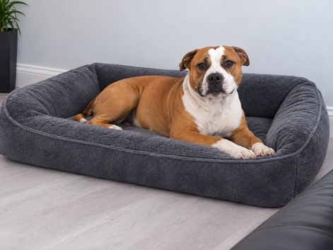 Beautiful red Staffordshire Bull terrier for stud