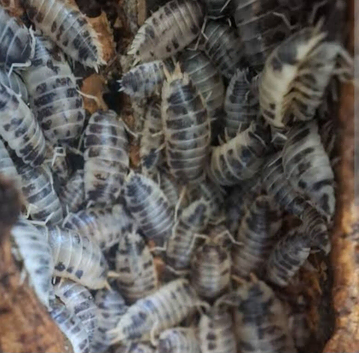 Dairy cow isopods