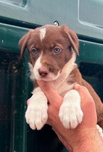 ️ ONLY 2 GORGEOUS RED & WHITE BORDER COLLIE BOYS LEFT &mdash; READY THIS WEEKEND! ️
