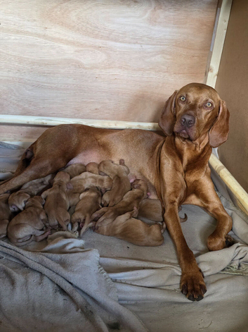 Hungarian Vizsla Puppies