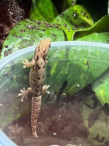 Mourning geckos