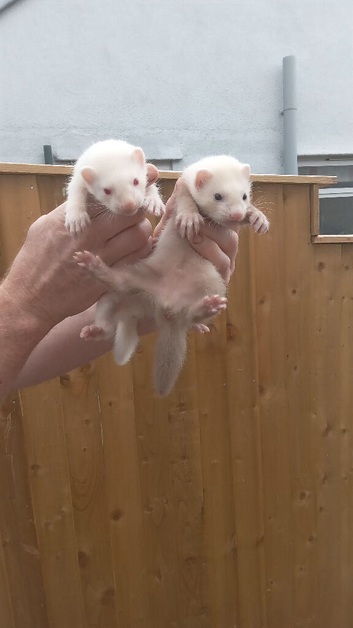 Ferrets ready now