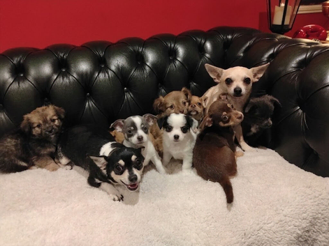 Chihuahua Puppies for sale. Ready for a loving home.