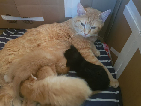 Kittens looking for a new home