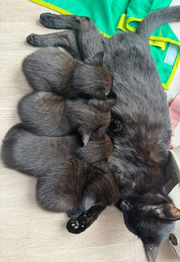 3 beautiful kittens ready for forever home