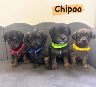 READY NOW Chipoo Pups