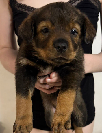 Rottweiler mix German shepherd husky puppies