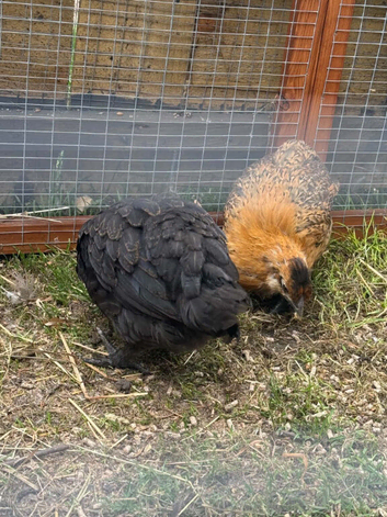 Polish frizzle hens