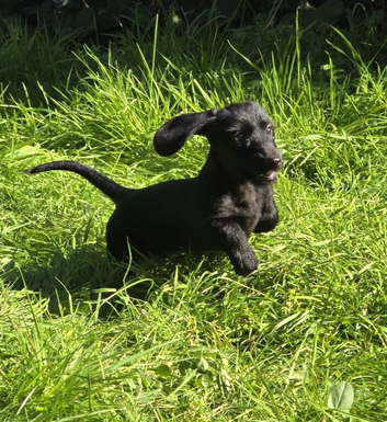 3/4 Daxi cross 1/4 Yorkie pups.