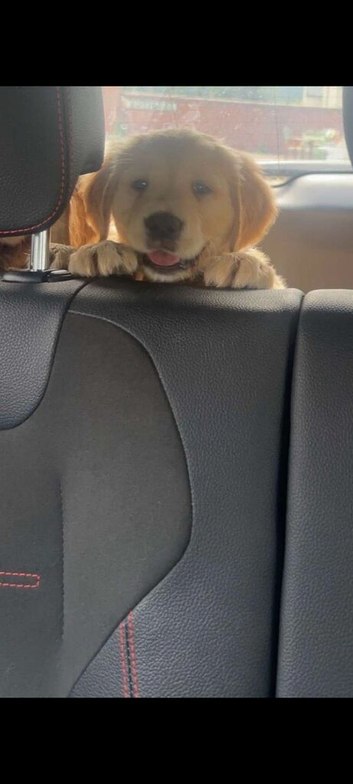 1 BOY LEFT KC HEALTH TESTED GOLDEN RETRIEVERS