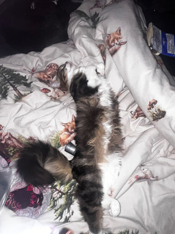 Lily the Norwegian forest kitten