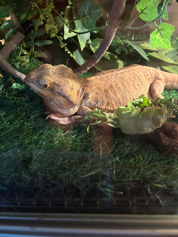Bearded dragon with viv