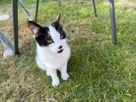Kitten 6 months