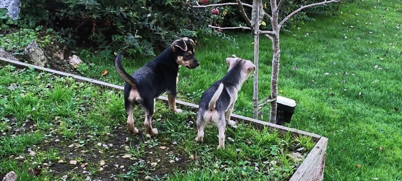 Chihuahua x boy puppies