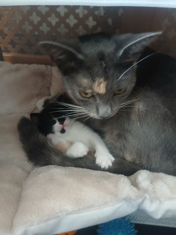 Kittens