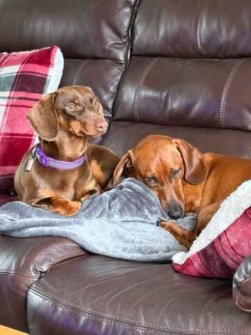 Male and female dachshund