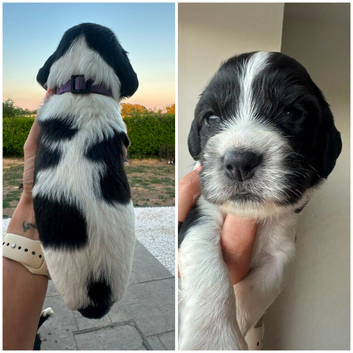Gorgeous KC reg B&W Springer spaniel pups left