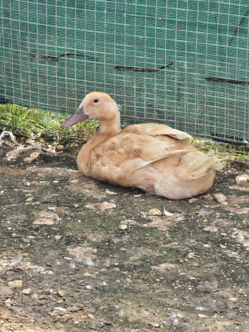Ducks & Drakes