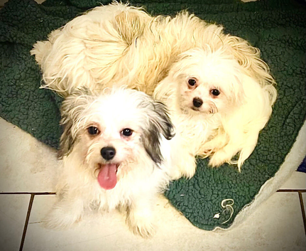 Maltese x chihuahua girl puppy
