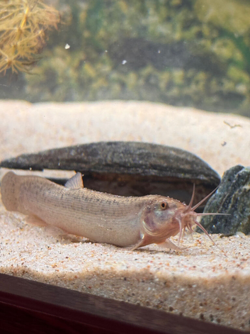 Fish with full set up