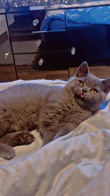 last beautiful male British Shorthair kitten Gray
