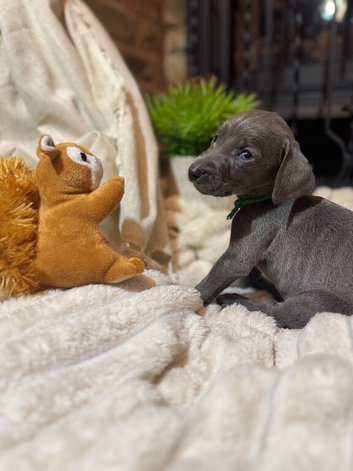 ️Adorable KC-Registered Weimaraner Puppies️