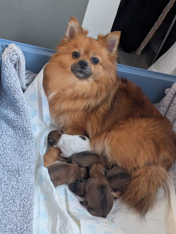 5 beautiful Pomeranian puppies looking for their forever home