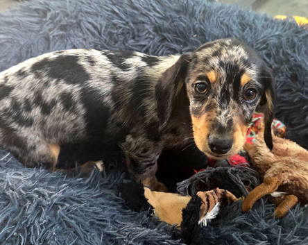 Dapple boy mini dachshund