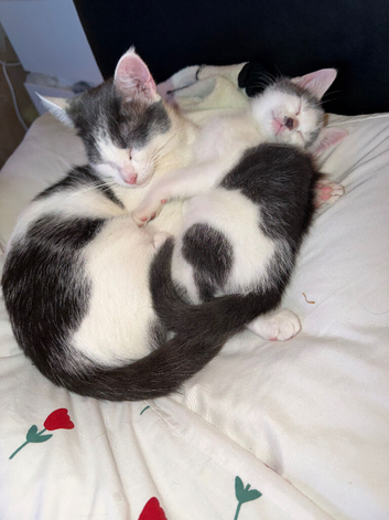 Boy and girl kitten