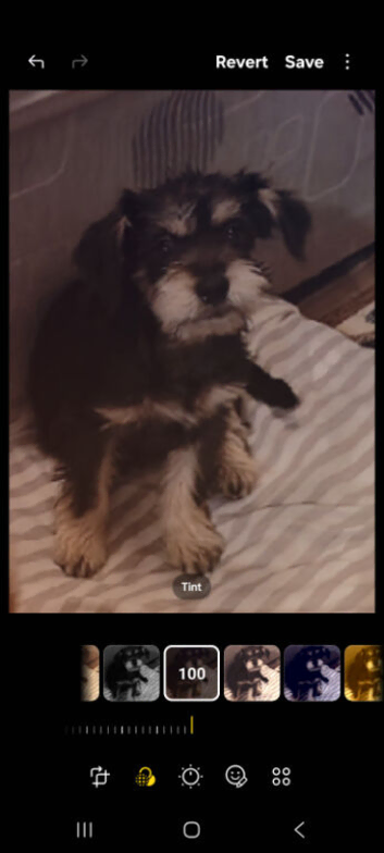 Female  cavalier king Charles cross for sale
