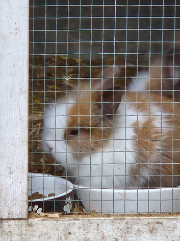 Baby lionhead rabbits