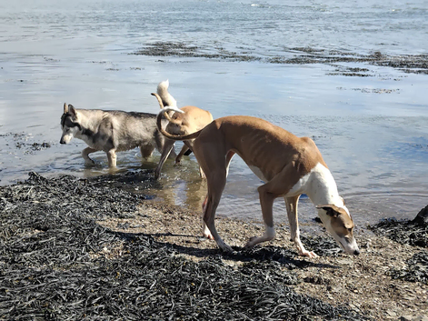 Greyhound x Saluki.