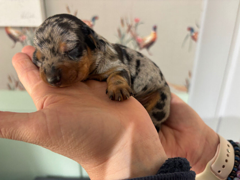 Beautiful mix litter of kc reg miniatures