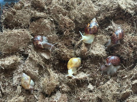 Baby african land snails
