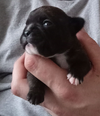 Frenchy puppie