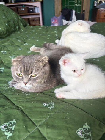 Stunning little white babies