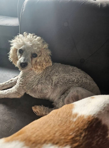 3 year old male poodle (castrated)