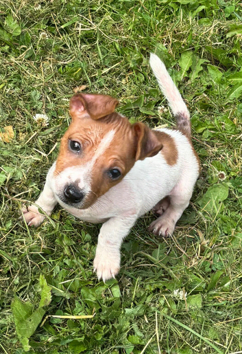 Beautiful Jack Russell pups
