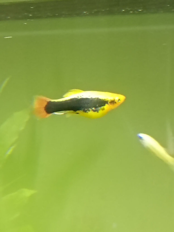 Two female platys free to good home