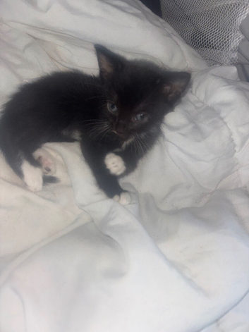 Black and white kittens
