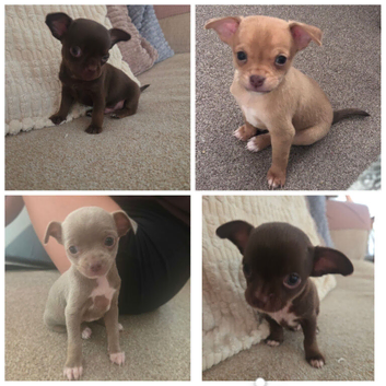 Chihuahua puppy Ready Now