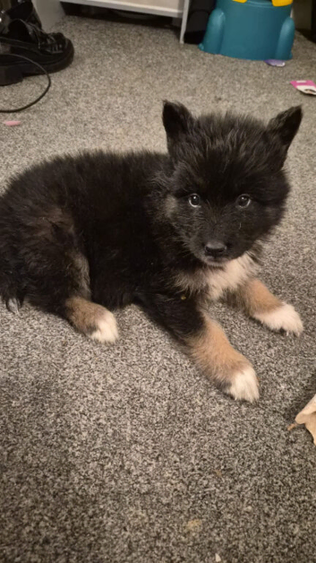 FLUFFY SAMOYED X GERMAN SHEPHERD PUPPIES -