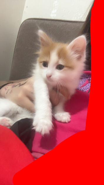 Kitten for sale Oldham