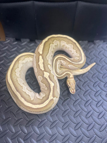 Fire lesser clown female