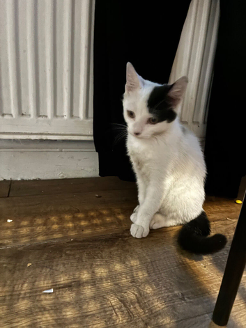 1 months old female kitten