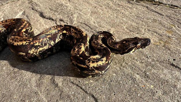 Various Boa constrictors